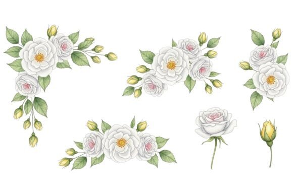 Pink White Rose Watercolor Set: Elevating Design with Timeless Elegance